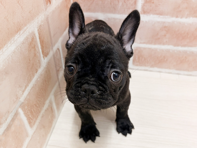 2025年10月4日生まれのフレンチブルドッグ