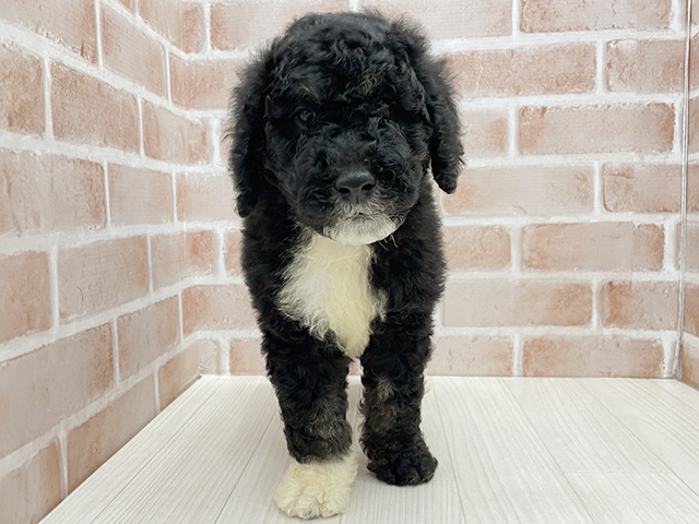 東京都のスタンダードプードル (ペッツファースト八王子多摩美大前店/2025年10月7日生まれ/男の子/パーティーカラー)の子犬の1枚目の画像