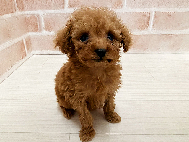 愛知県のトイプードル(トイ) (ペッツファースト一宮店/2025年10月7日生まれ/男の子/アプリコット)の子犬の1枚目の画像
