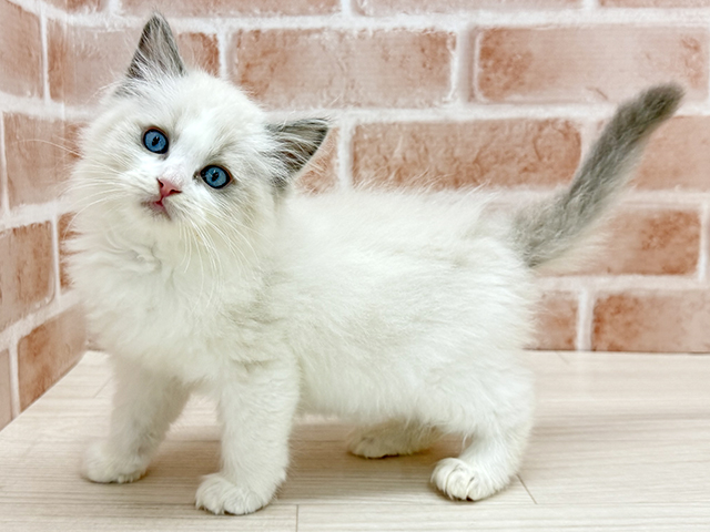 東京都のラグドール (ペッツファースト八王子多摩美大前店/2025年9月23日生まれ/男の子/ブルーポイントバイカラー)の子猫の1枚目の画像