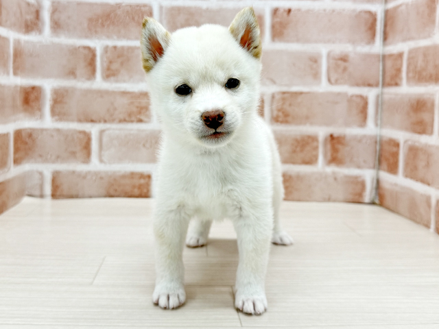 東京都の豆柴 (ペッツファースト八王子多摩美大前店/2025年9月29日生まれ/男の子/白)の子犬の1枚目の画像