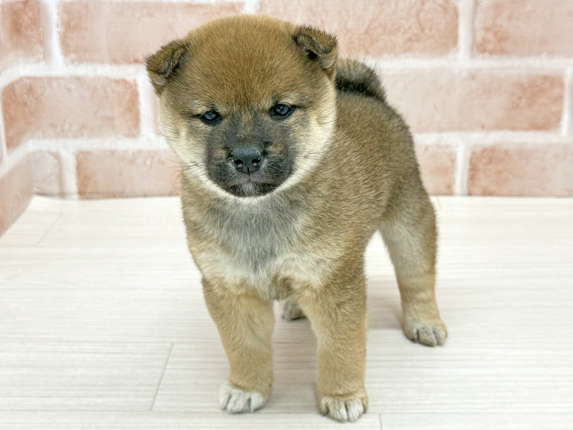 東京都の豆柴 (ペッツファースト八王子多摩美大前店/2025年9月30日生まれ/女の子/赤)の子犬の1枚目の画像