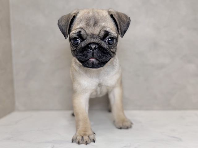 埼玉県のパグ (ペッツファーストPETEMOレイクタウンmori店/2025年10月5日生まれ/女の子/フォーン)の子犬の1枚目の画像