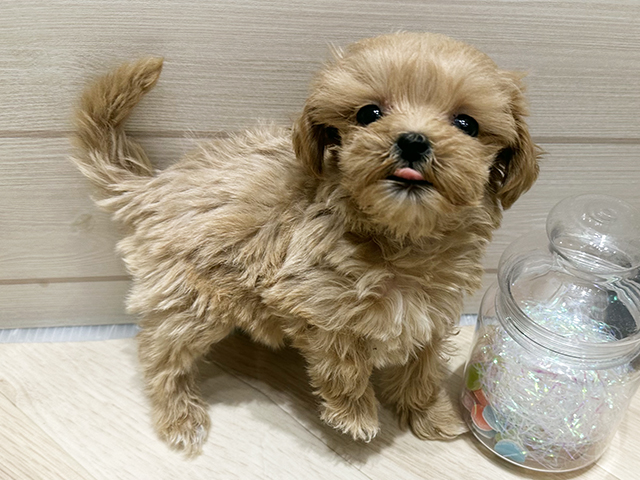 広島県のマルプー(マルチーズ×プードル) (ペッツファースト広島府中店/2025年10月6日生まれ/女の子/アプリコットホワイト)の子犬の1枚目の画像