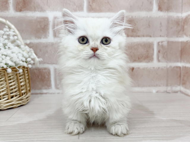 神奈川県のミヌエット (ペッツファーストfor cats横浜元町店/2025年10月3日生まれ/男の子/カメオタビー)の子猫の1枚目の画像