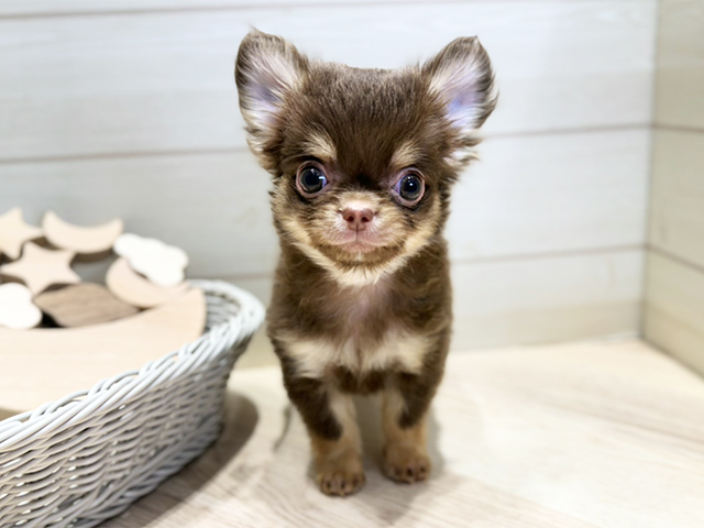 群馬県のチワワ(ロング) (ペッツファースト高崎店/2025年10月7日生まれ/男の子/チョコレートタン)の子犬