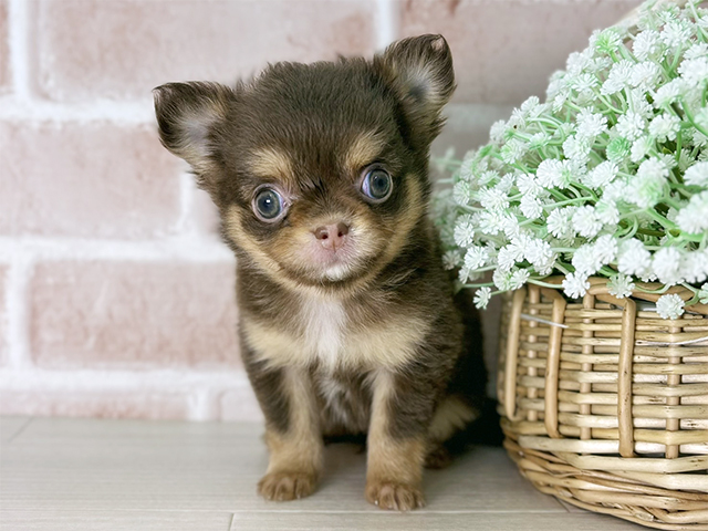 京都府のチワワ(ロング) (ペッツファースト京都店/2025年10月7日生まれ/女の子/チョコレートタン)の子犬の1枚目の画像