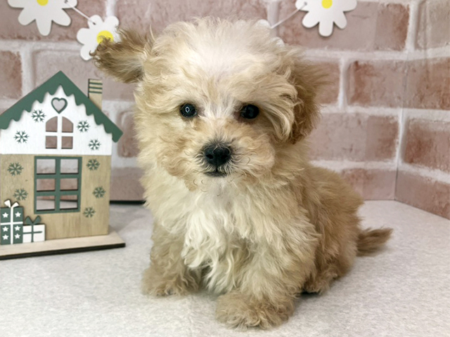 東京都のトイプードル(タイニー) (ペッツファーストお台場店/2025年10月7日生まれ/男の子/アプリコット)の子犬の1枚目の画像