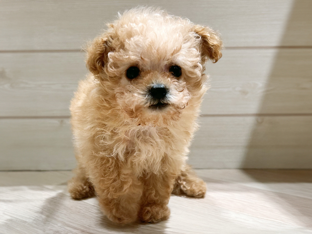 東京都のトイプードル(タイニー) (ペッツファースト豊洲店/2025年10月7日生まれ/男の子/アプリコット)の子犬の1枚目の画像