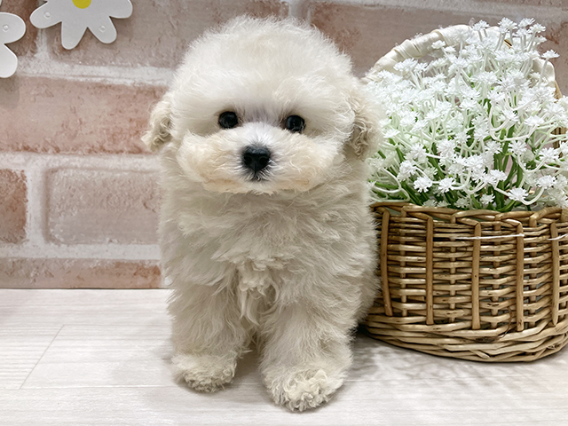 福岡県のトイプードル(タイニー) (ペッツファースト筑紫野店/2025年10月7日生まれ/男の子/クリーム)の子犬の1枚目の画像