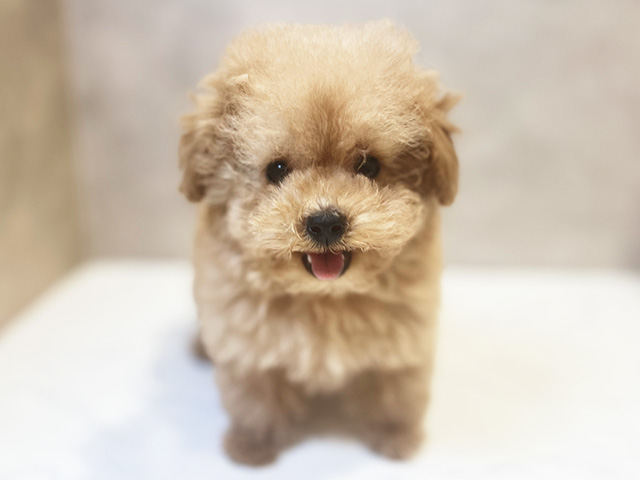 トイプードル