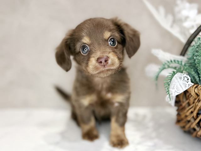 大阪府のチワックス(チワワ×ダックス) (ペッツファースト茶屋町店/2025年10月7日生まれ/男の子/チョコレートタン)の子犬の1枚目の画像