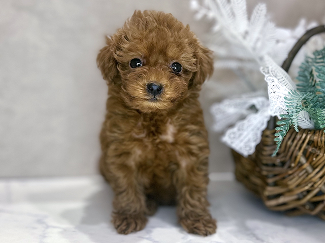 大阪府のトイプードル(タイニー) (ペッツファースト茶屋町店/2025年10月5日生まれ/男の子/レッド)の子犬の1枚目の画像