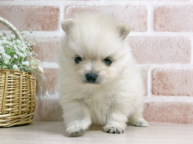 広島県のポメチワ/チワポメ/ポメチー(ポメラニアン×チワワ) (ペッツファースト広島本通店/2025年10月7日生まれ/男の子/クリーム)の子犬