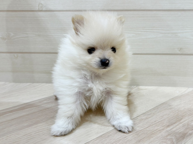 福岡県のポメチワ/チワポメ/ポメチー(ポメラニアン×チワワ) (ペッツファースト福岡天神店(c)/2025年10月7日生まれ/女の子/クリーム)の子犬の1枚目の画像