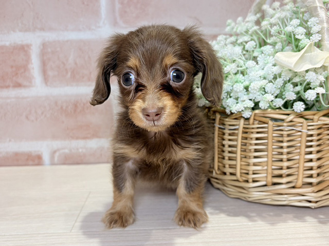 岡山県のカニンヘンダックスフンド(ロング) (ペッツファースト倉敷店/2025年10月7日生まれ/男の子/チョコレートタン)の子犬の1枚目の画像