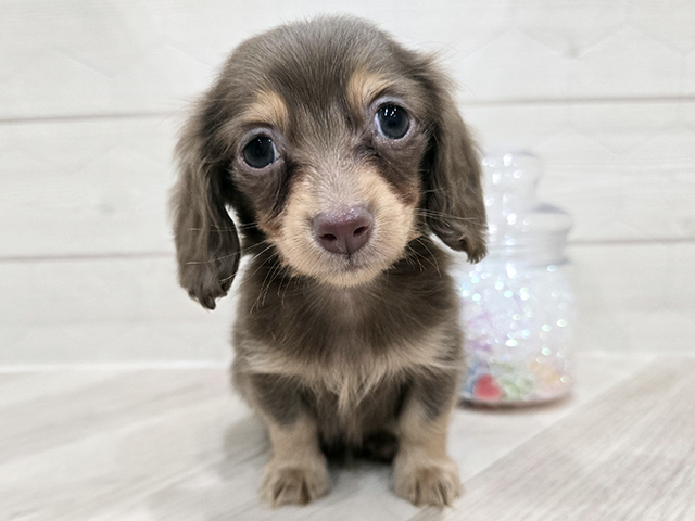 カニヘンダックスフンド