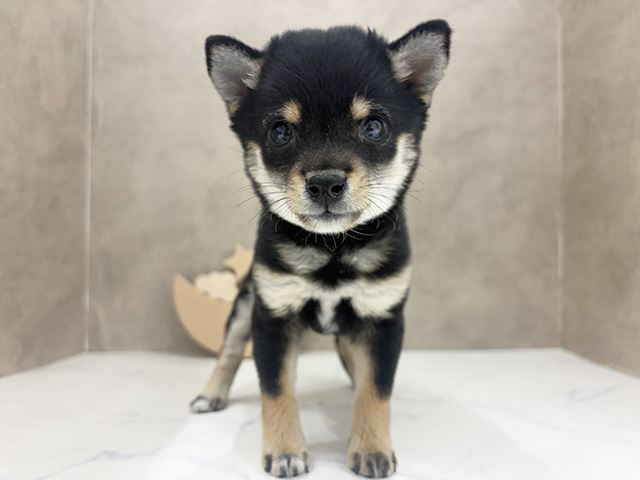 京都府の豆柴 (ペッツファースト京都四条河原町店/2025年10月7日生まれ/女の子/黒)の子犬