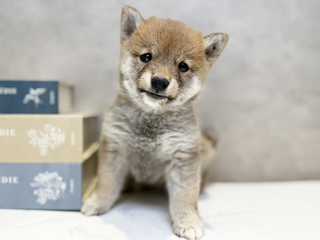 埼玉県の豆柴 (ペッツファースト川口店/2025年10月7日生まれ/女の子/赤)の子犬の1枚目の画像