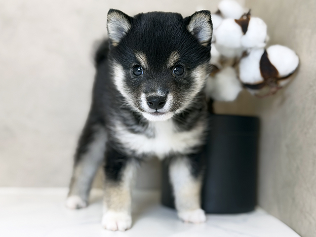 東京都の豆柴 (ペッツファーストららぽーと立川立飛店/2025年10月7日生まれ/女の子/黒)の子犬