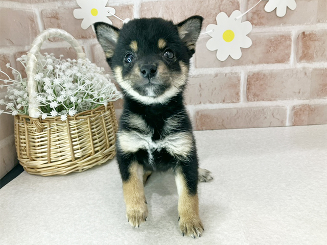 東京都の豆柴 (ペッツファーストお台場店/2025年10月7日生まれ/女の子/黒)の子犬の1枚目の画像