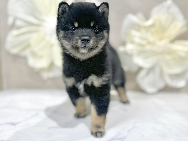 東京都の豆柴 (ペッツファースト原宿店/2025年10月7日生まれ/男の子/黒)の子犬の1枚目の画像