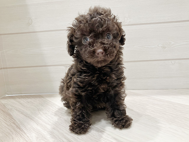 東京都のトイプードル(タイニー) (ペッツファースト豊洲店/2025年10月7日生まれ/女の子/ブラウン)の子犬の1枚目の画像