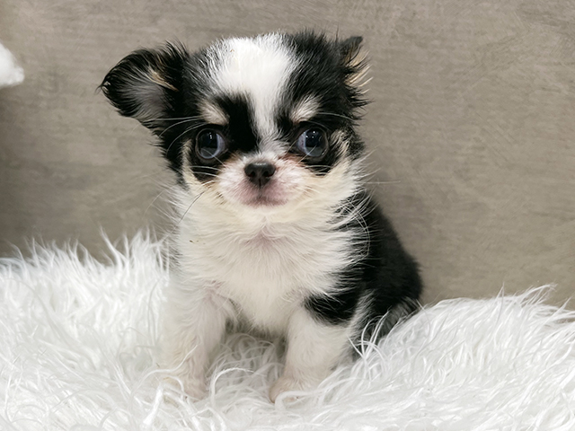 東京都のチワワ(ロング) (ペッツファースト青山店/2025年10月7日生まれ/男の子/ブラックタンホワイト)の子犬