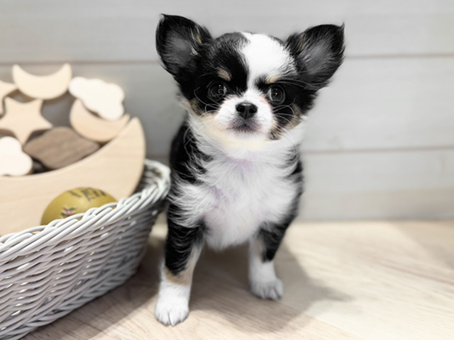 群馬県のチワワ(ロング) (ペッツファースト高崎店/2025年10月7日生まれ/女の子/ブラックタンホワイト)の子犬