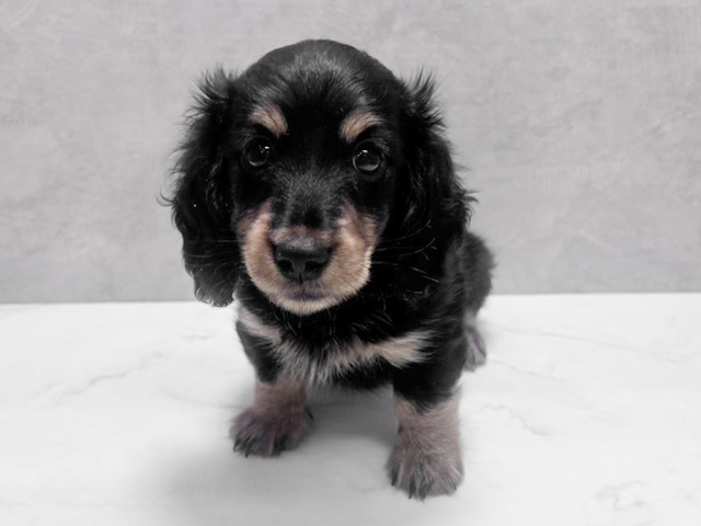 埼玉県のカニンヘンダックスフンド(ロング) (ペッツファースト岩槻店/2025年10月7日生まれ/男の子/ブラックタン)の子犬の1枚目の画像