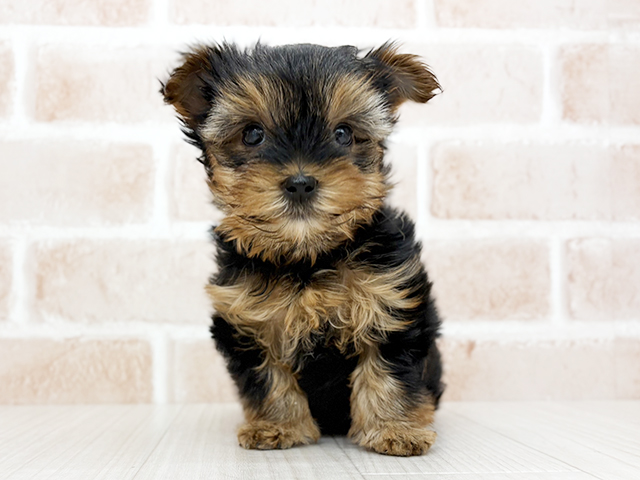 埼玉県のヨークシャーテリア (ペッツファーストさいたま新都心店/2025年10月7日生まれ/男の子/スチールブルータン)の子犬の1枚目の画像