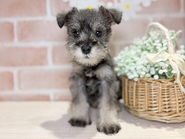 岡山県のミニチュアシュナウザー (ペッツファースト倉敷店/2025年10月7日生まれ/女の子/ソルトペッパー)の子犬