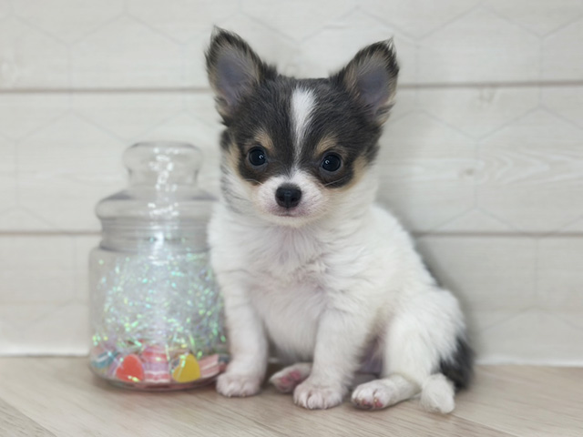 千葉県のチワワ(ロング) (ペッツファースト千葉ニュータウン店/2025年10月7日生まれ/男の子/ホワイトブルータン)の子犬の1枚目の画像