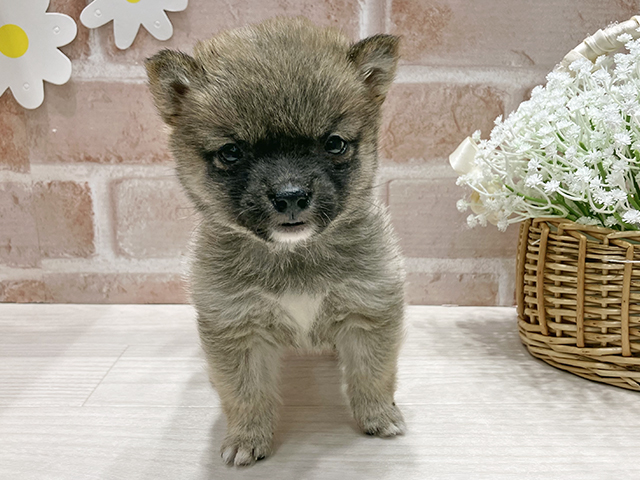 福岡県のチワ柴/柴チワ/チワシバ(チワワ×柴) (ペッツファースト筑紫野店/2025年10月7日生まれ/男の子/赤)の子犬の1枚目の画像