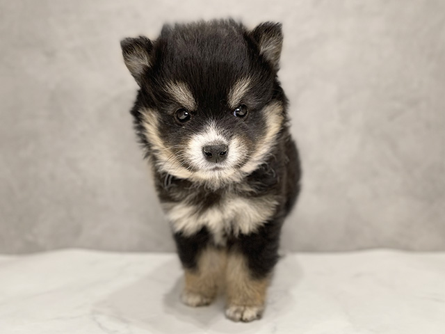 千葉県のポメ柴/豆ポメ/ポメ豆柴(ポメラニアン×柴犬) (ペッツファーストららぽーとTOKYO-BAY店/2025年10月7日生まれ/男の子/黒)の子犬の1枚目の画像