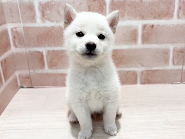 神奈川県の豆柴 (ペッツファースト秦野店/2025年9月29日生まれ/男の子/白)の子犬の1枚目の画像