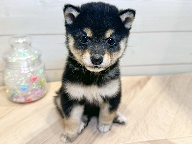 神奈川県の豆柴 (ペッツファースト川崎店/2025年10月7日生まれ/女の子/黒)の子犬の1枚目の画像