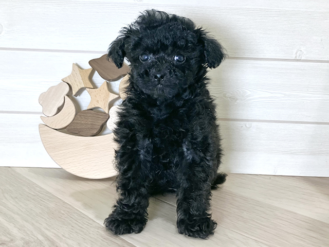 鳥取県のトイプードル(タイニー) (ペッツファースト日吉津店/2025年10月4日生まれ/男の子/ブラック)の子犬