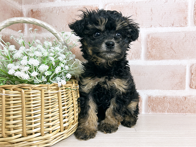 広島県のトイプードル(タイニー) (ペッツファースト広島本通店/2025年10月4日生まれ/女の子/ブラックタン)の子犬