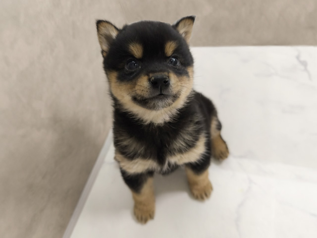 埼玉県の豆柴 (ペッツファースト岩槻店/2025年10月7日生まれ/女の子/黒)の子犬の1枚目の画像