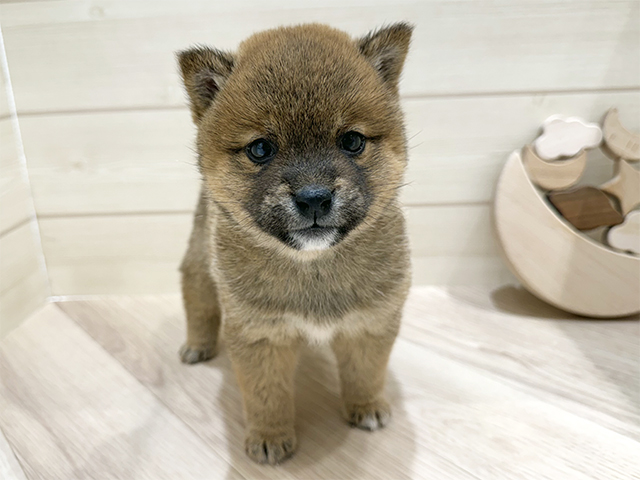 千葉県の豆柴 (ペッツファーストおゆみ野店/2025年10月7日生まれ/女の子/赤)の子犬の1枚目の画像
