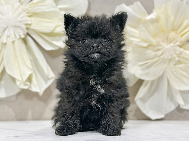 ポメプー, 性別 男の子, 誕生日 2025/10/06, 毛色 ブラック, 出身 千葉県, 店舗 原宿店(東京都), お問い合わせ番号 2534613