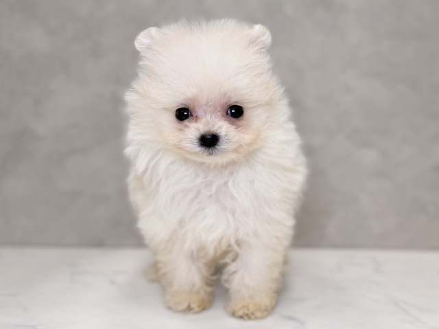 ポメプー, 性別 男の子, 誕生日 2025/10/06, 毛色 クリーム, 出身 千葉県, 店舗 PETEMOレイクタウンmori店(埼玉県), お問い合わせ番号 2534614