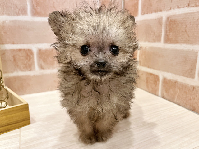 東京都のポメプー(ポメラニアン×プードル) (ペッツファースト広尾店/2025年10月6日生まれ/男の子/オレンジセーブル)の子犬の1枚目の画像