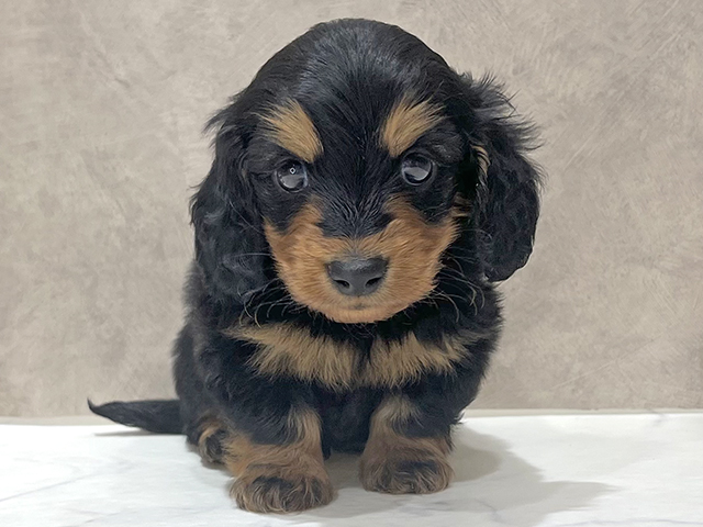 東京都のカニンヘンダックスフンド(ロング) (ペッツファースト新宿店/2025年10月7日生まれ/男の子/ブラックタン)の子犬の1枚目の画像