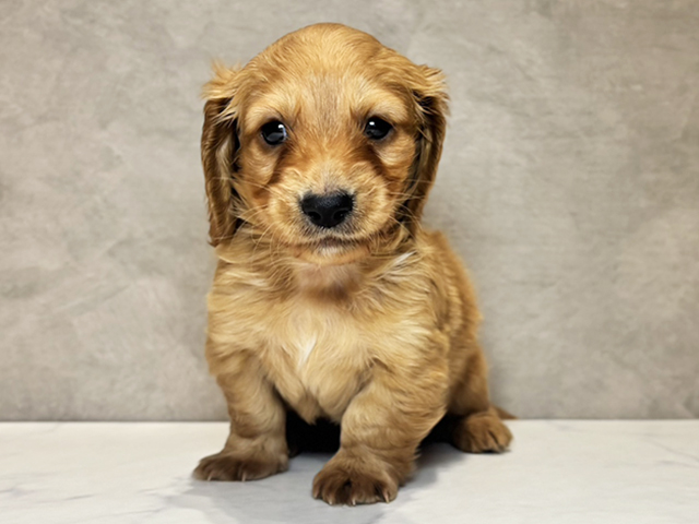 東京都のカニンヘンダックスフンド(ロング) (ペッツファースト神楽坂店/2025年10月7日生まれ/男の子/ゴールド)の子犬の1枚目の画像