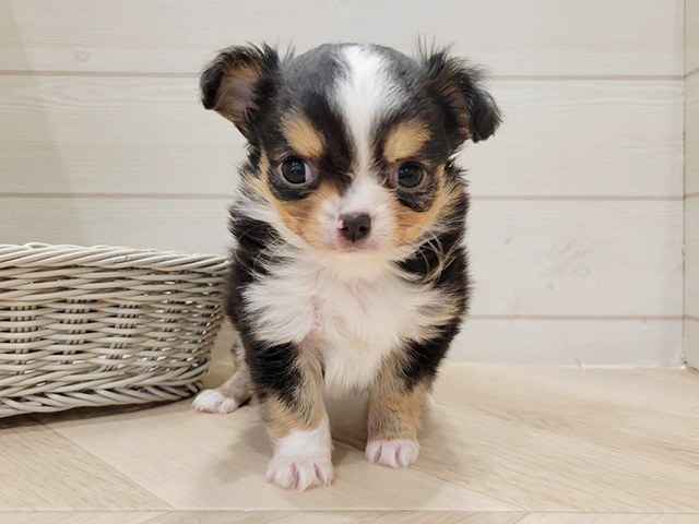 埼玉県のチワワ(ロング) (ペッツファーストカインズ浦和美園店/2025年10月6日生まれ/男の子/ブラックタンホワイト)の子犬