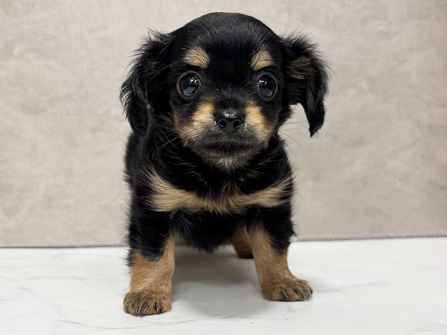 東京都のチワックス(チワワ×ダックス) (ペッツファースト池袋店/2025年10月7日生まれ/女の子/ブラックタン)の子犬