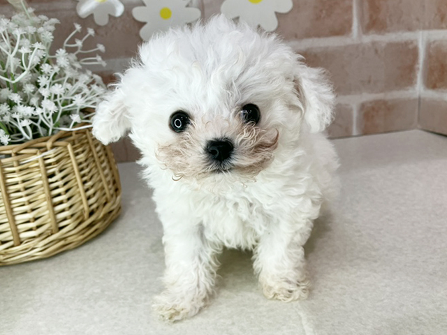 ビションフリーゼ