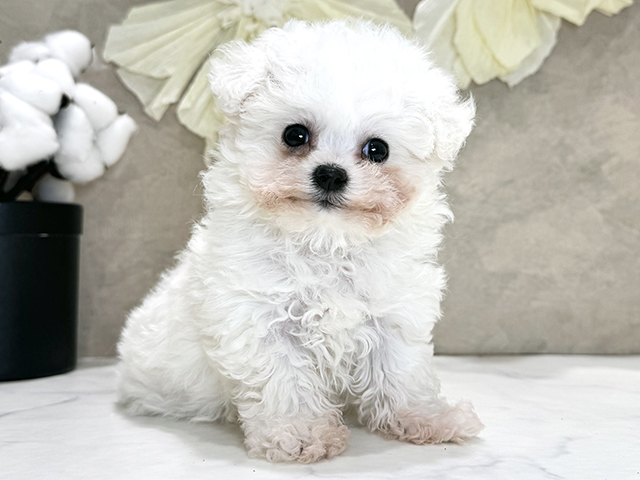 兵庫県のビションフリーゼ (ペッツファースト神戸三宮センター街店/2025年10月5日生まれ/女の子/ホワイト)の子犬の1枚目の画像